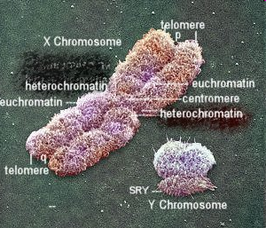 Il centromero non occupa la stessa posizione in tutti i cromosomi e divide ogni cromatide in due parti, i
