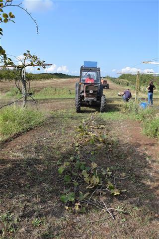 Le attività in campo Si è proceduto alla potatura delle piante è si è costituita una andana con i