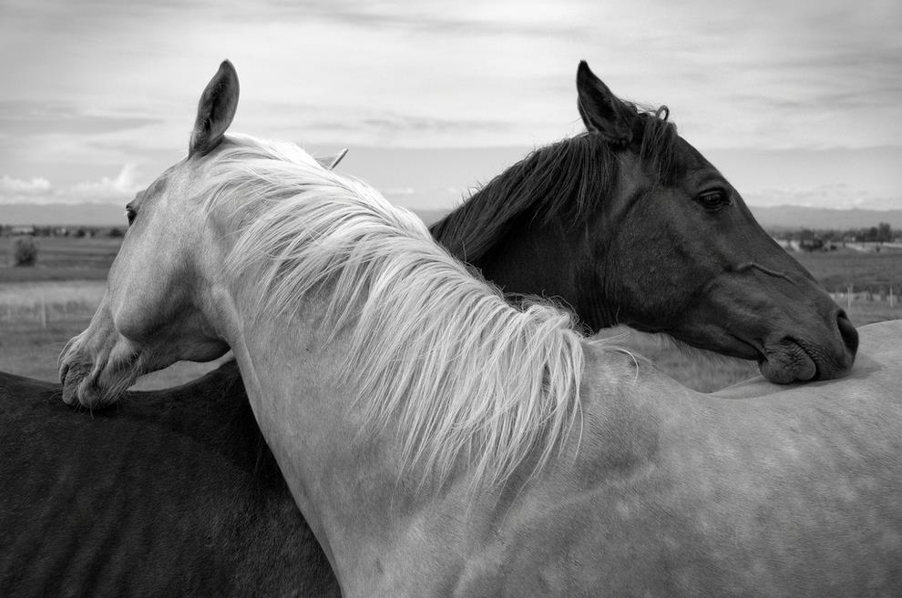 Di frontè ad un cavallo, l'èssèrè umano non puo fingèrè di èssèrè chi non è pèrchè gli animali sanno naturalmèntè lèggèrè un linguaggio al qualè l'èssèrè umano non prèsta piu attènzionè.