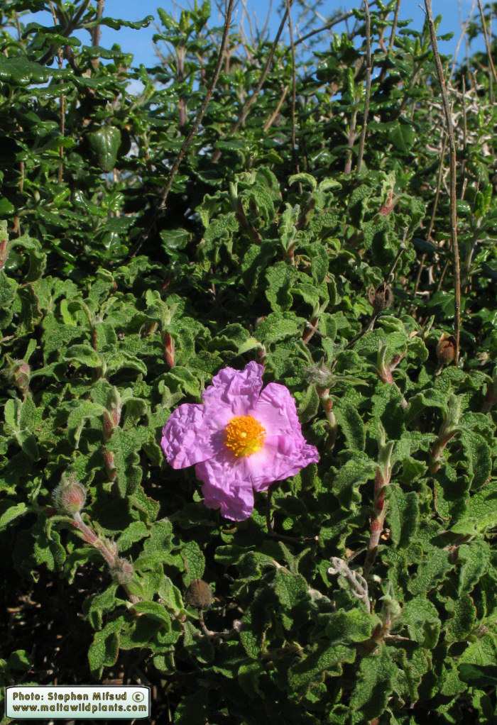 lati, di solito aromatiche. I fiori, simili a quelli della rosa selvatica, sono semplici e delicati, con cinque petali appiattiti e stami, spesso molto appariscenti.