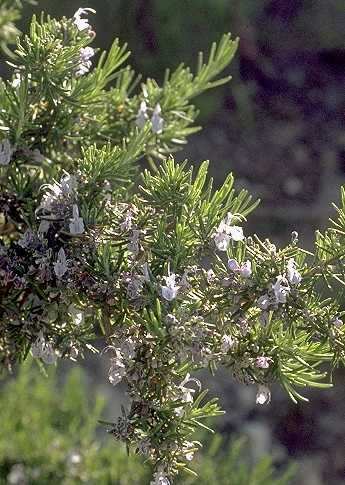 7) Rosmarinus officinalis (Rosmarino) è un arbusto appartenente alla famiglia delle Lamiaceae.