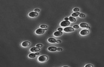 CAPITOLO 1 Candida albicans quando cresce sulla superficie di un terreno ricco, in presenza di un ph acido e di temperature comprese tra 20-30 C, mentre negli strati più profondi o in ambiente