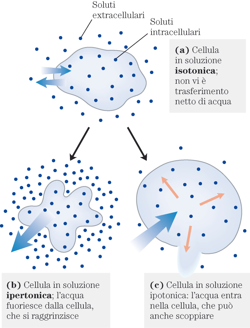 Pressione osmotica e cellule viventi Al fine di ridurre al minimo l ingresso di acqua per osmosi, che provocherebbe la rottura della membrana cellulare, le cellule animali sono immerse in una