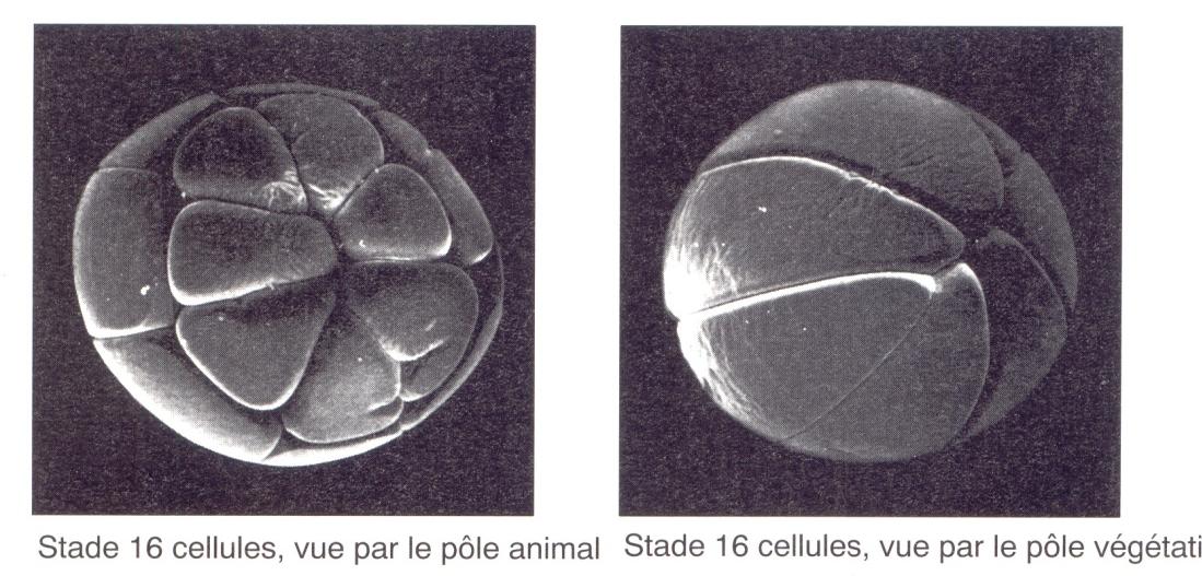 equatoriale, verso il polo