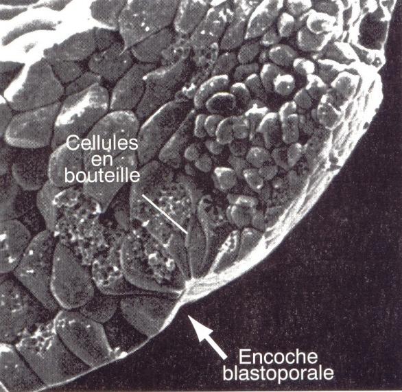 CELLULE A BOTTIGLIA MECCANISMI Anello contrattile