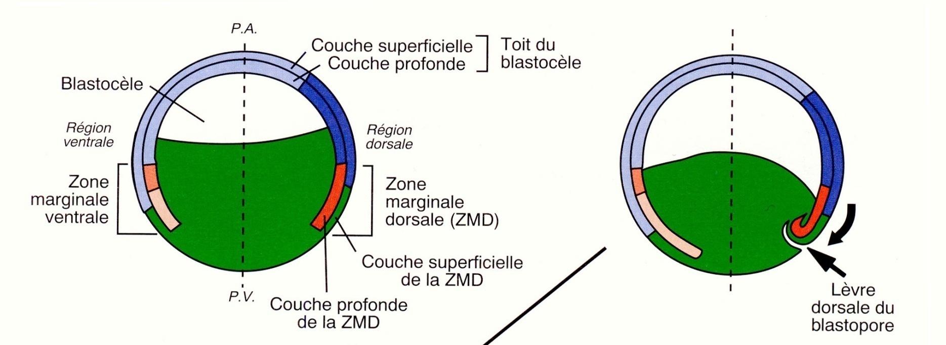 FORMAZIONE DEL BLASTOPORO (Xenopus) La regione di invaginazione,