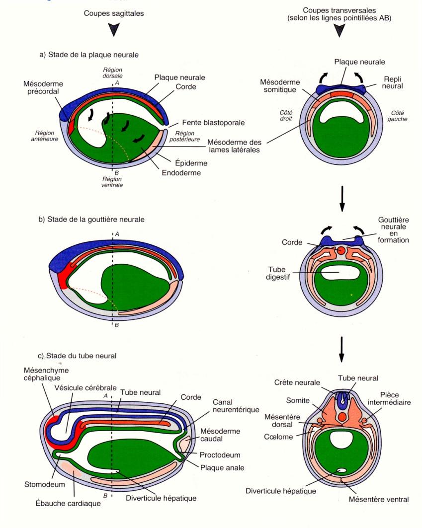 All inizio della neurulazione, il cordomesoderma che costituisce il tetto dell archenteron, si distacca dall endoderma, formando
