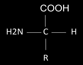 Introduzione sugli aminoacidi Aminoacidi macromolecole organiche Gli aminoacidi sono composti che contengono una funzione acida e una amminica.