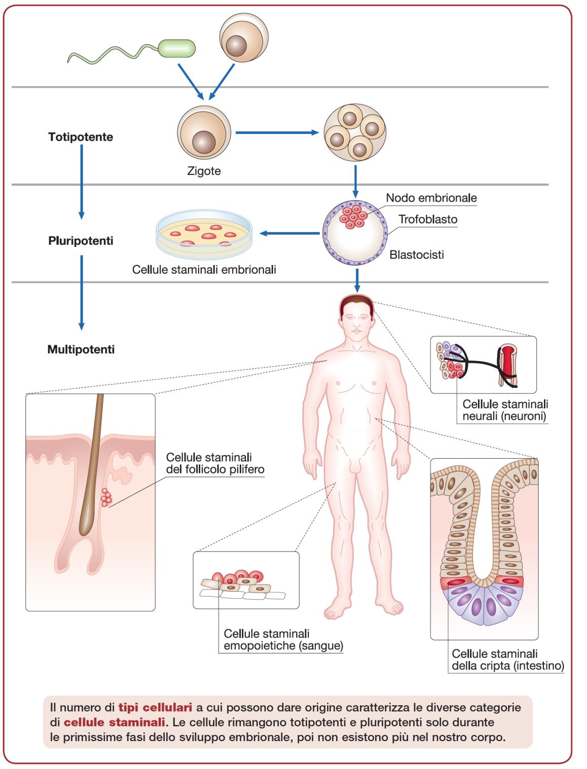 Staminali embrionali Totipotenti Pluripotenti Multipotenti Nodo embrionale: dà vita