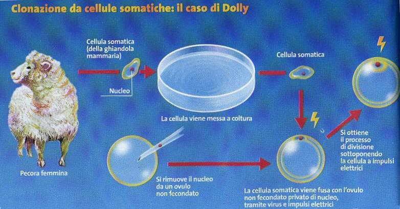 Riprogrammazione delle cellule somatiche: