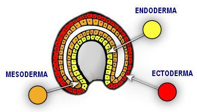 cellula) Morula (ammasso di cellule pieno) Blastula