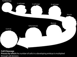 Origine dei tessuti: foglietti embrionali Ectoderma