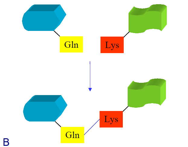 Peptide A Peptide B In questo tipo di legame