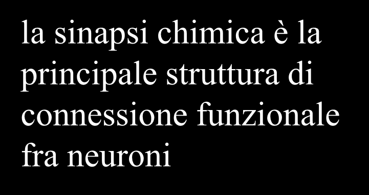 la sinapsi chimica è la principale struttura di