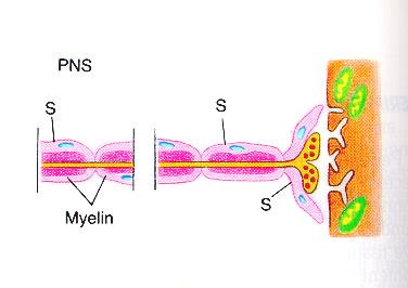 Guaina mielinica Nel SNP la