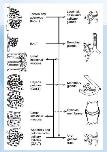 DAL GALT AL MALT ORIFIZIO ORALE (O ANALE) CELLULE PRESENTANTI L ANTIGENE (CPA) PLACCHE DEL PEYER (sito induttore del GALT) CIRCOLAZIONE GENERALE ANTIGENI NEL LUME INTESTINALE (batteri, virus,