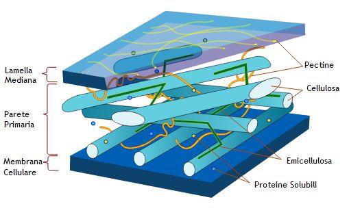 LE SOSTANZE PECTICHE (colloidi glucidici) -Sono i costituenti principali della lamella (struttura tra 2 cellule contigue) mediana della parete cellulare.