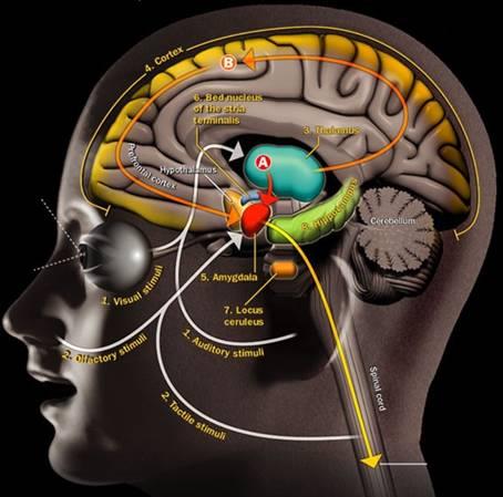 Dott. Gabriele Zanardi Dipartimento di Sanità Pubblica, Neuroscienze, Medicina Sperimentale e