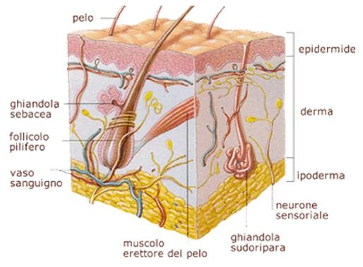 LA PELLE La pelle è l organo più pesante del corpo umano; essa presenta una struttura ben differenziata e assieme ai suoi annessi (capelli, unghie, ghiandole sebacee e sudoripare) svolge differenti