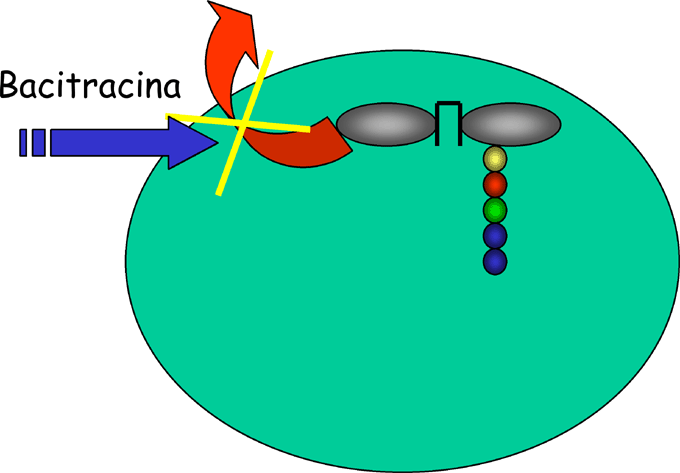 La seconda tappa della sintesi del peptidoglicano avviene sulla superficie interna della membrana citoplasmatica dove l N-acetilmuramilpeptide viene legato da un trasportatore lipidico che trasloca
