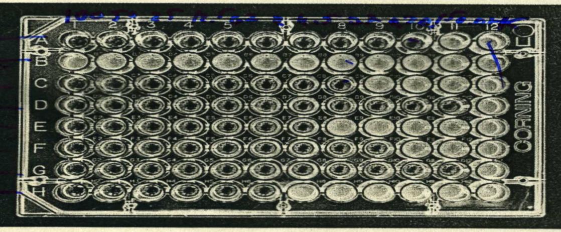 Il micrometodo in pozzetti è sostanzialmente identico al metodo delle diluizioni in provetta.