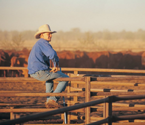 AUSTRALIAN BEEF L'Australia è una delle nuove grandi potenze nella produzione di carne bovina, con un capitale di circa 28 milioni di capi.