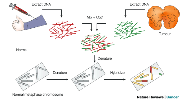 CGH Comparative Genomic Hybridization Il principio della tecnica si basa su una competizione per il legame su un supporto normale (cromosomi in