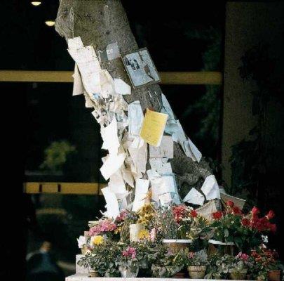 L albero Falcone È l'albero della speranza e della voglia di