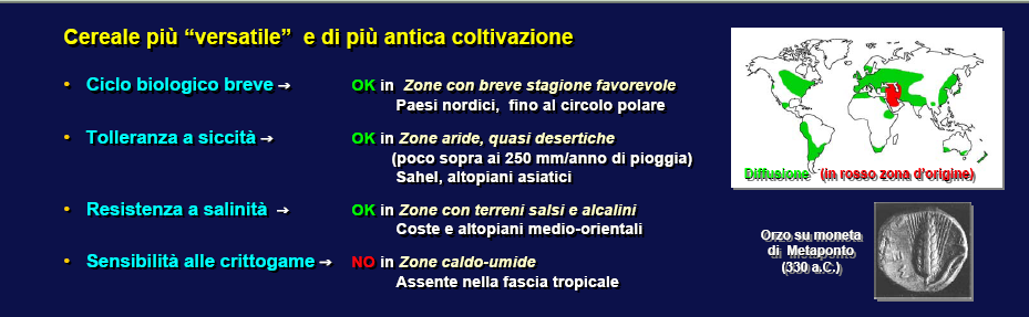 ORZO L Hordeum vulgare deriva dalla domesticazione della forma selvatica Hordeum spontaneum, ancora oggi presente allo stato