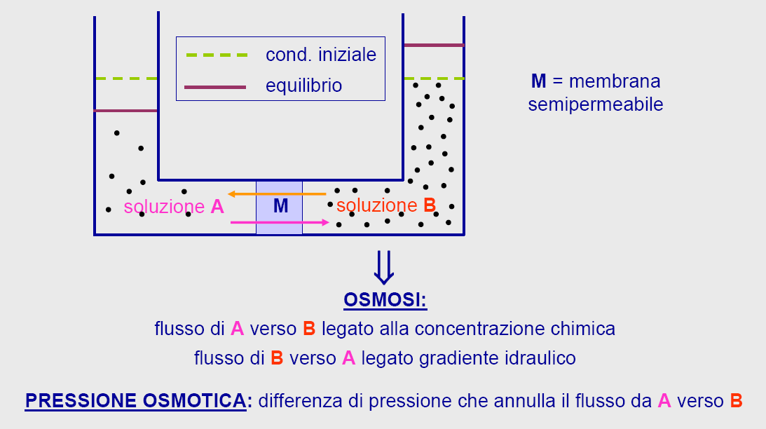 Il potenziale