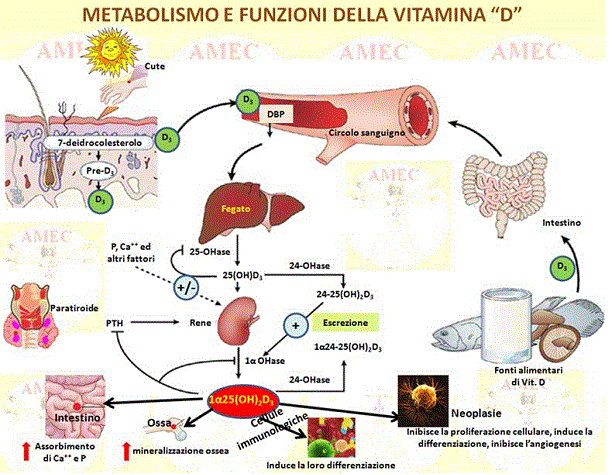 INDAGINI SIEROLOGICHE NELLA SARCOIDOSI METABOLISMO FOSFO CALCICO ESAME URINE 24h: calciuria 26 meq/24h (5-15) I granulomi sarcoidosici secernono Vit D SINDROME IPERCALCEMICA!