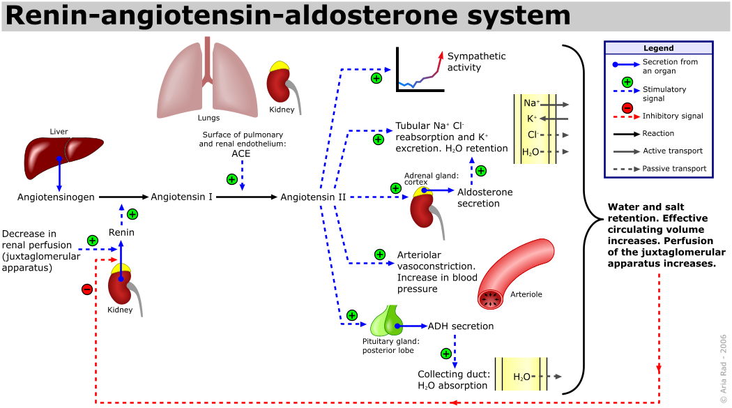 INDAGINI SIEROLOGICHE NELLA SARCOIDOSI ACE Prodotto dalle cellule endoteliali di polmone, rene, gonadi Livelli normali: Bambini/Adolescenti < 75UI/l Adulti < 55UI/l Secreto dai macrofagi nei