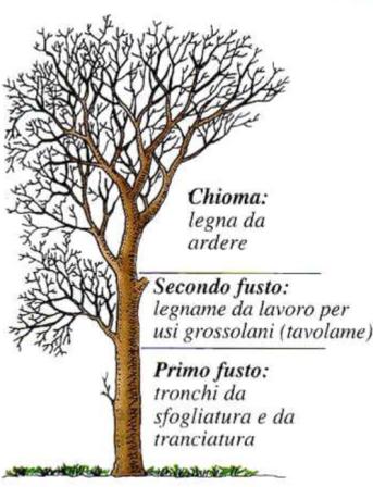 CARATTERISTICHE DEL TRONCO D ALBERO Cilindro di legno: - il durame è