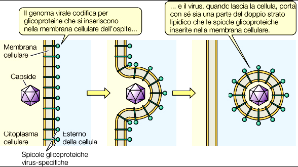 Origine dell