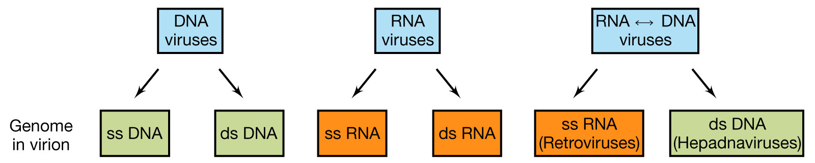 Il genoma virale E costituito da una molecola di DNA o RNA singola o multipla, segmentata, circolare o lineare.