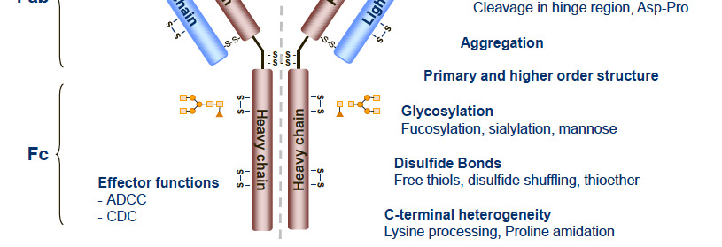 di biologico è identico ad altri lotti La variabilità delle glicoforme sono controllate e