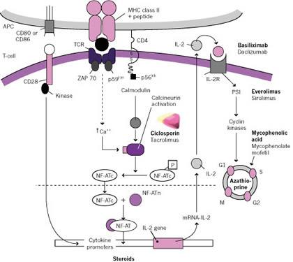 Anticorpi anti-il-2r chimerico umano-murino (Basiliximab o SIMULECT ) Umanizzato (Daclizumab o ZENAPAX ) a) ANTICORPI MONOCLONALI Diretti contro la catena