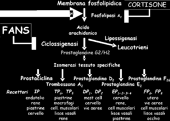 In presenza di un danno tissutale, enzimi appartenenti alla classe delle fosfolipasi A2 (PLA2) liberano l'acido arachidonico dai fosfolipidi di membrana (ove è stato esterificato), Dall'acido