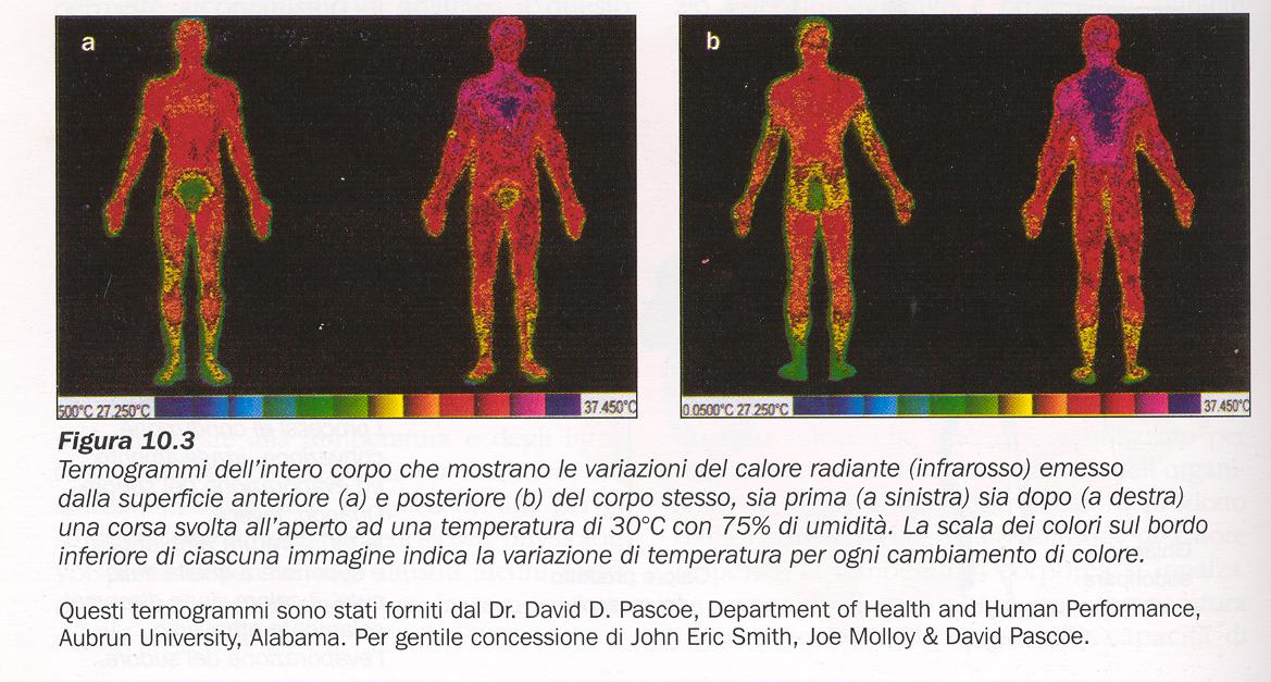 Termoregolazione e esercizio.