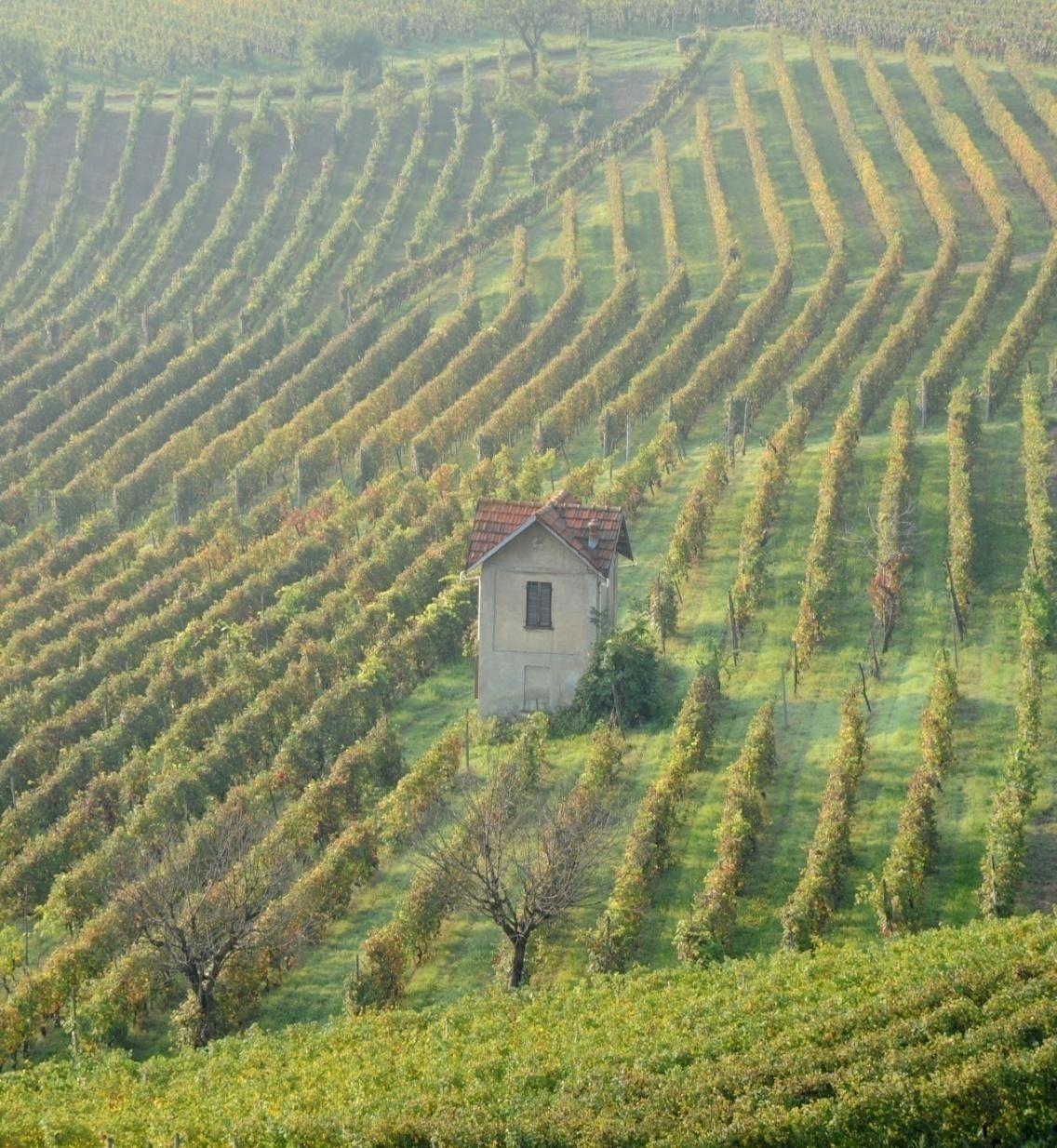 I luoghi del vino