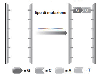 b. La... consiste nel passaggio di informazioni dal DNA all RNA. c. La produzione di proteine è chiamata... d. Una... è un cambiamento del patrimonio genetico della cellula. e. L RNA.