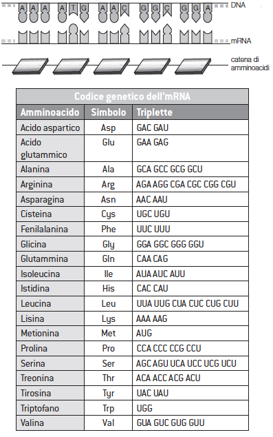 a. Quali triplette di mrna corrispondono alle triplette di DNA indicate? Scrivile sulla figura. b. Quale sequenza di amminoacidi viene costruita?