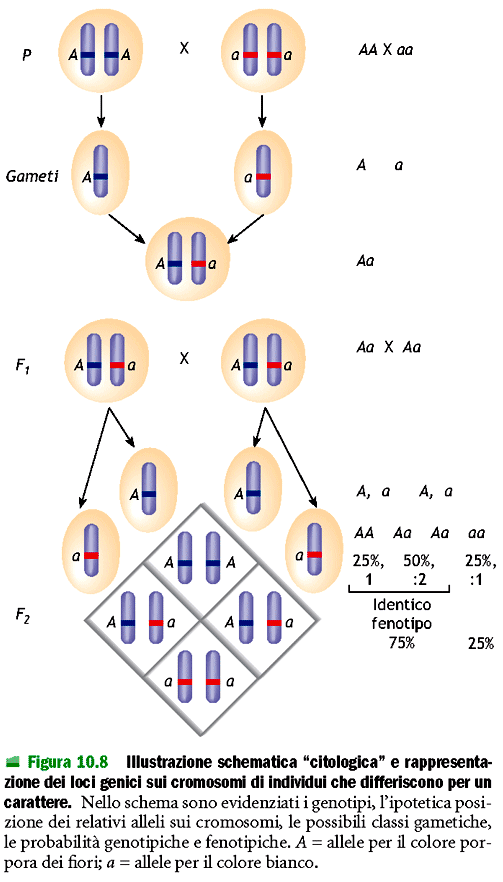 MENDEL OGGI A = allele fiore porpora a = allele fiore bianco I fattori di Mendel sono i GENI Il gene ha una localizzazione fisica in un punto specifico di un cromosoma detto LOCUS Linee pure: