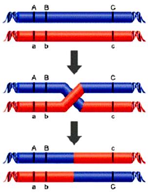 ricombinazione di due differenti loci, denominata centimorgan (cm): 1 cm è pari alla distanza che
