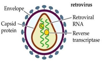 I retrovirus sono virus a RNA che utilizzano uno speciale enzima trascrittasi inversa per convertire