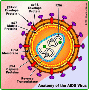 Il virus HIV è molto complesso; virus HIV che