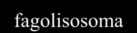 Fagocitosi 5 I lisosomi si fondono con il fagosoma,