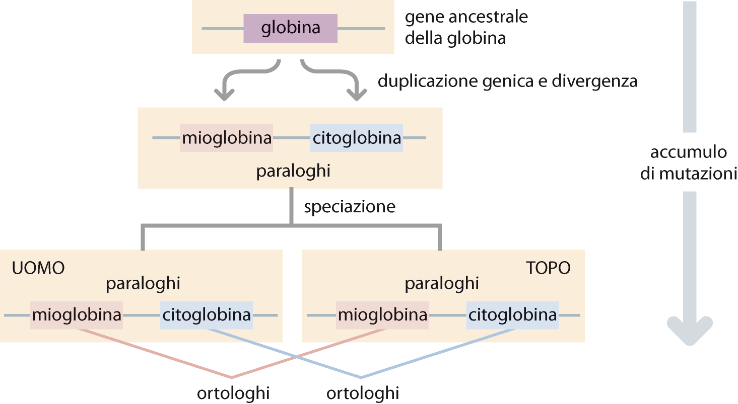 GENI OMOLOGHI: ORTOLOGHI E PARALOGHI T.Strachan and A.