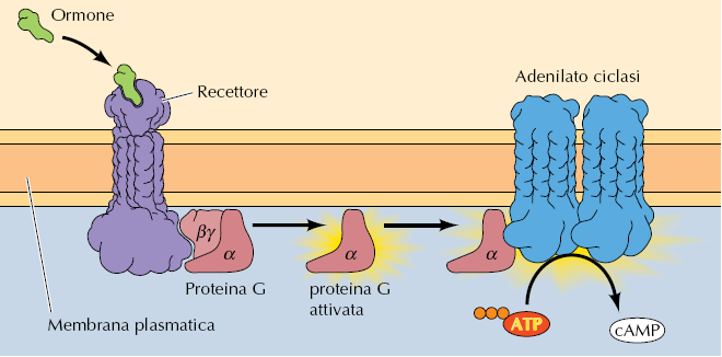 Molte proteine G segnalano regolando la concentrazione di