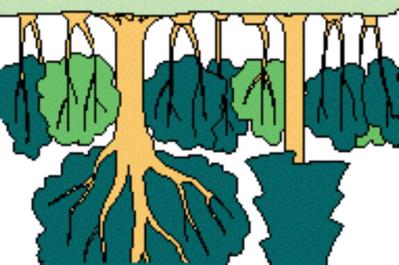 e cade o quando viene tagliato; fustaia: il bosco si rinnova esclusivamente attraverso i semi bosco ceduo sotto fustaia: il bosco sfrutta in tempi diversi entrambi i sistemi di rinnovazione. 3.